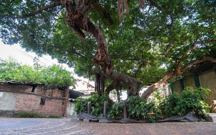 Upside-Down Banyan Tree